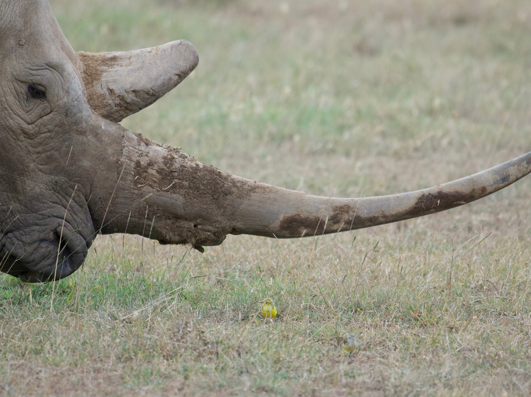 Solio Ranch-涅里必去景点