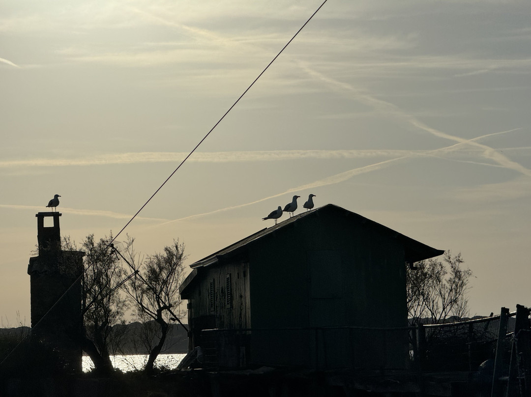 Birdwatching Marina Romea景点图片