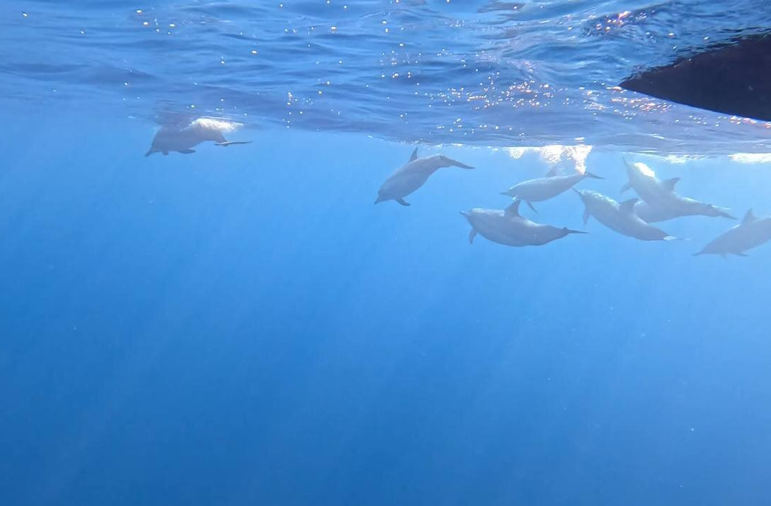 Dolphin Watching Lovina景点图片
