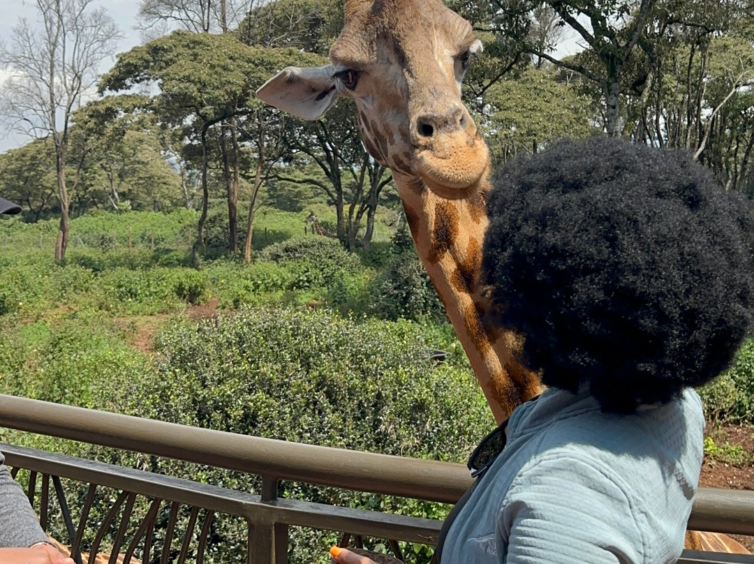 Join African  Savanah-Karen必去景点