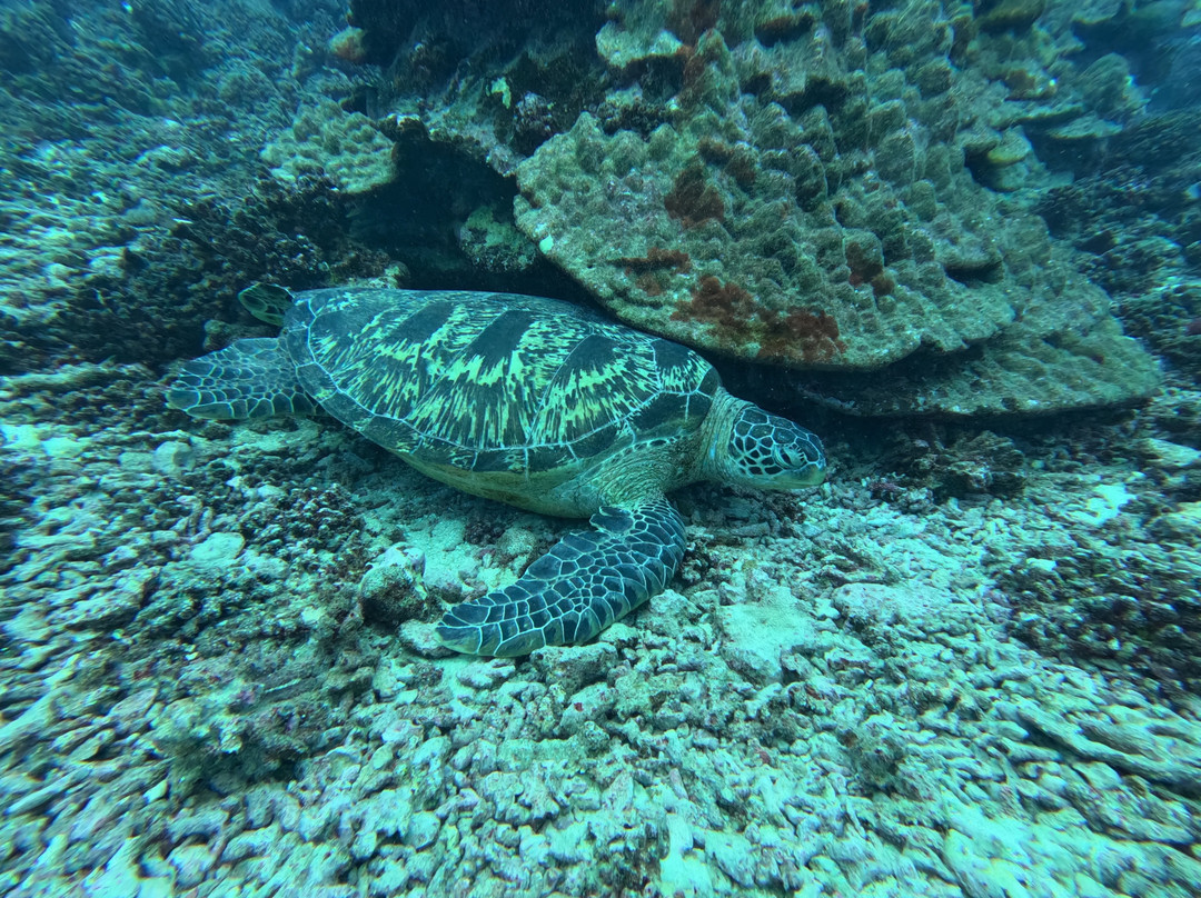Moorea Fun Dive-Hauru必去景点