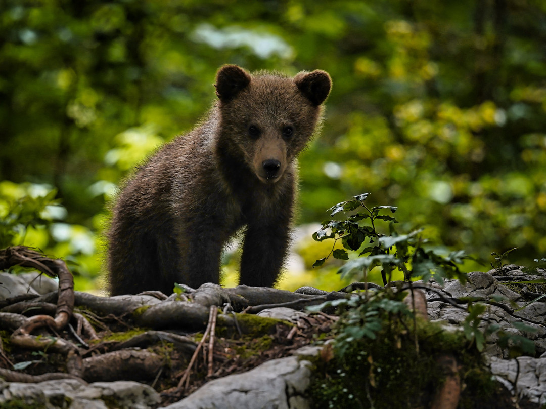 Slovenian Bears景点图片
