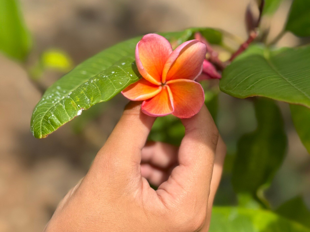 Molokai Plumerias-考纳卡卡伊必去景点