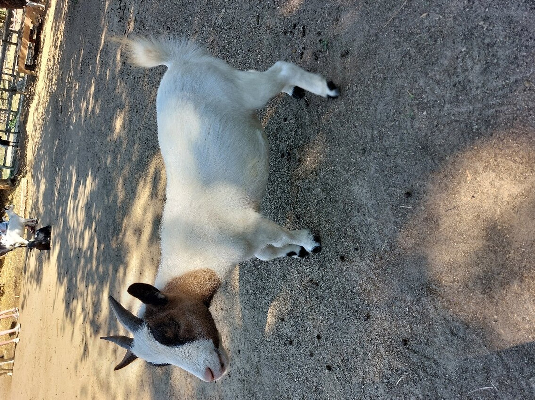 Parc Animalier des Gorges de l'Ardeche景点图片