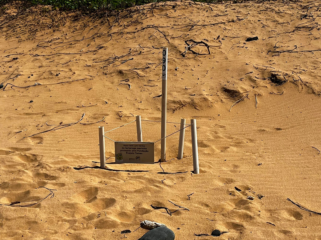 Leao Beach-费尔南多-迪诺罗尼亚群岛必去景点