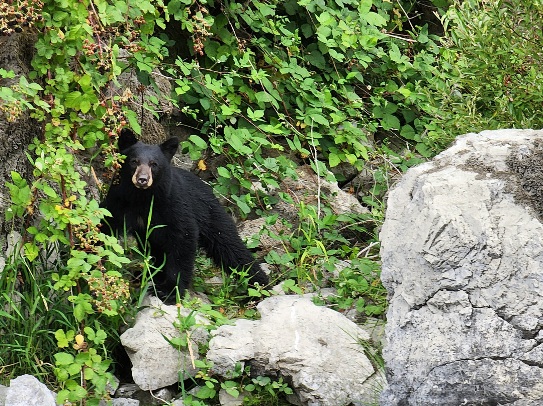 Klamath River Jet Boat Tours-克拉马斯必去景点