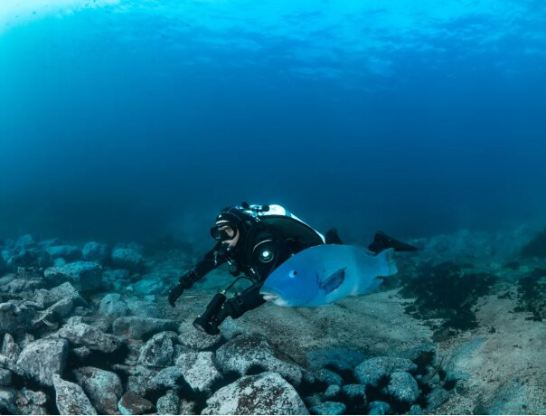 Dive Centre Bondi景点图片