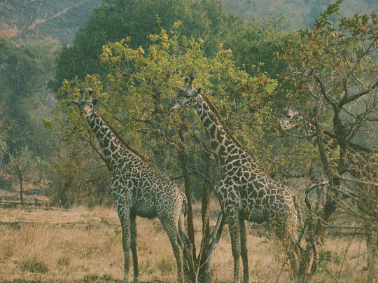 Primates Adventure-DMC-Ruhengeri必去景点