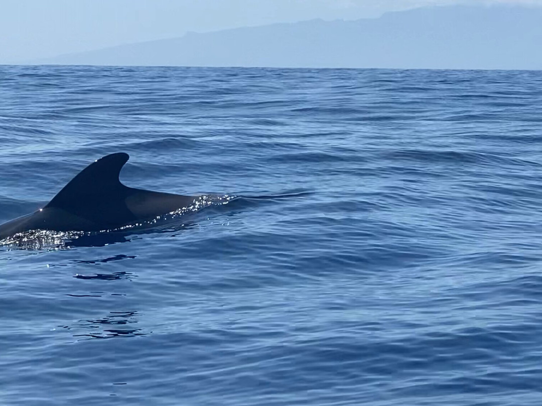 Whale Watch Tenerife-奥德杰海岸必去景点