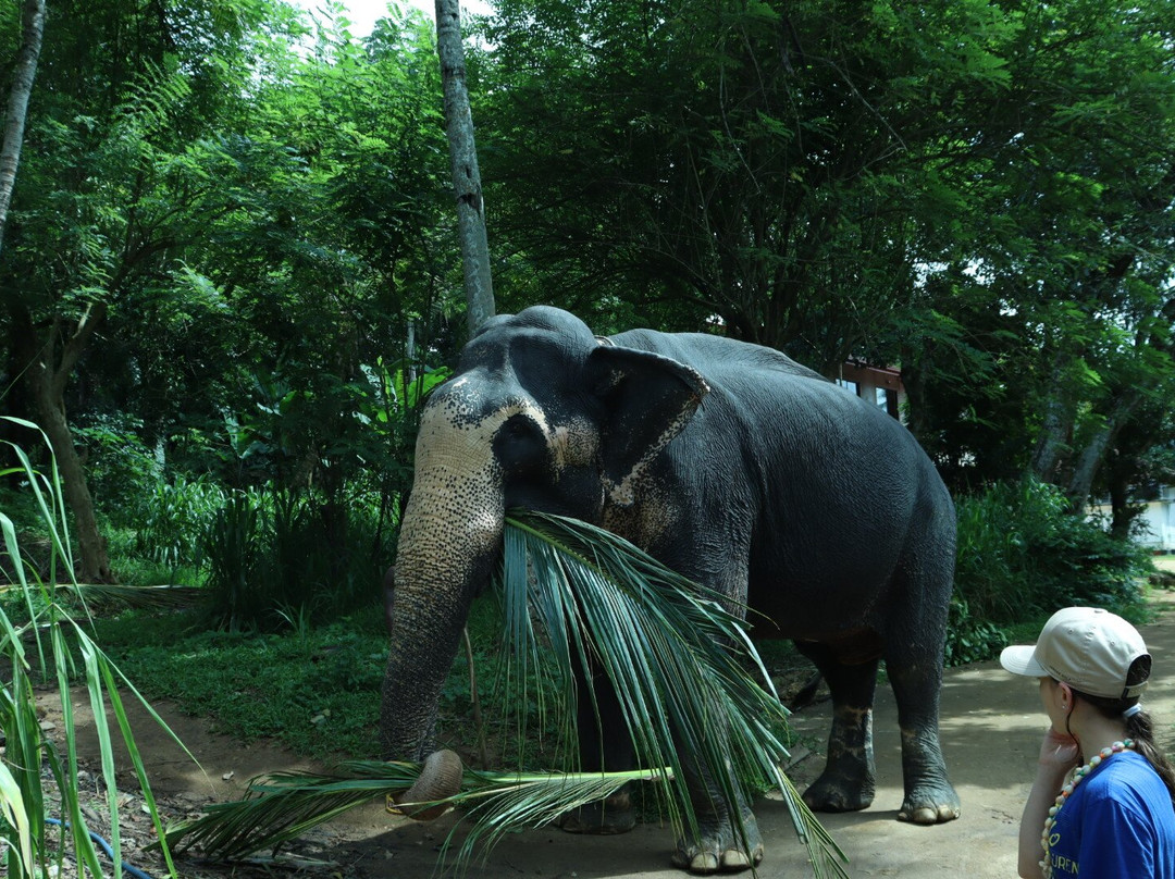 South Lanka Tours - Day Tours-科伦坡必去景点