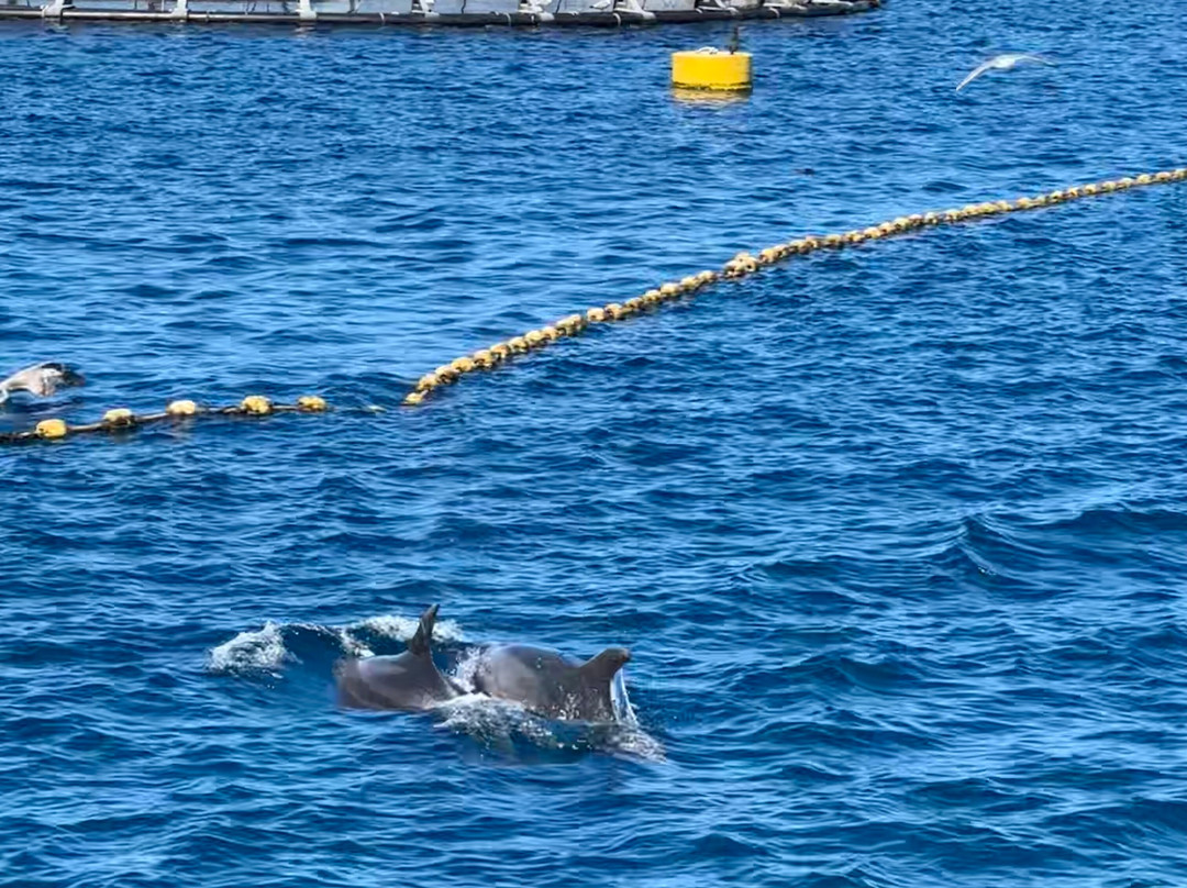 Escursioni in Barca Lady Buzz-Golfo Aranci必去景点