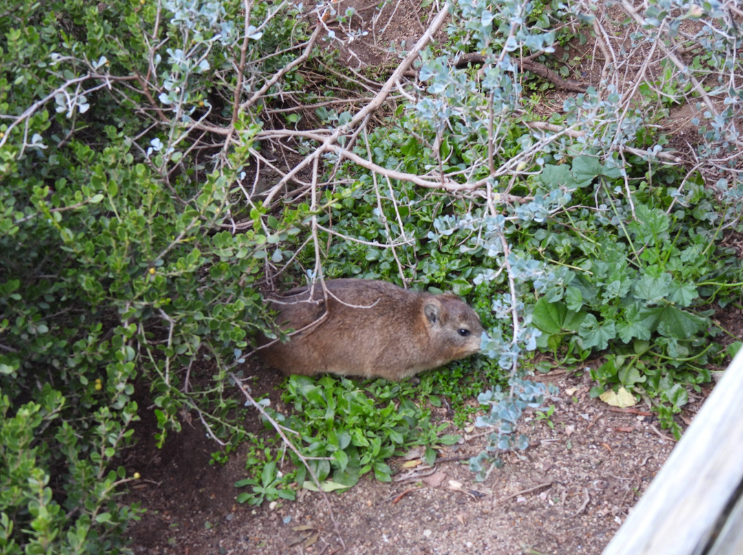 Stony Point Nature Reserve-Betty's Bay必去景点