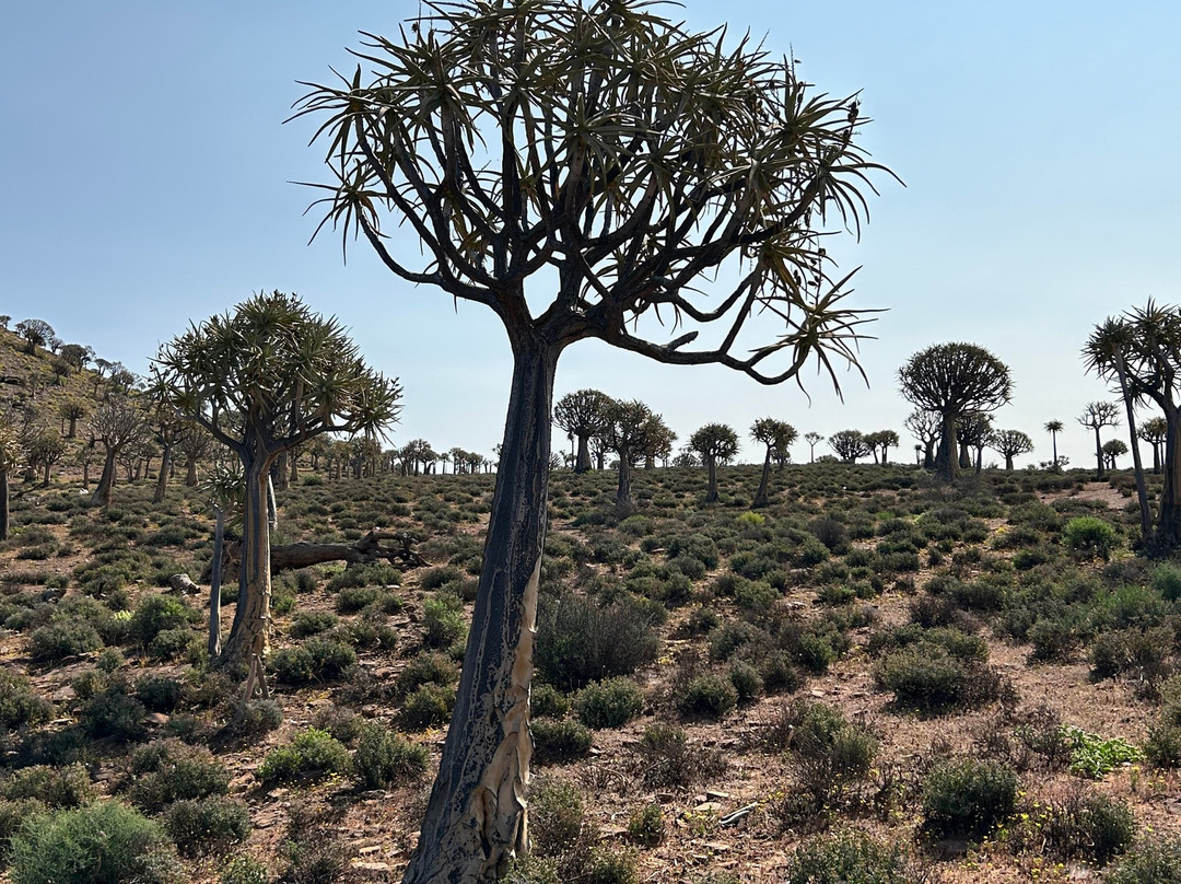 Quiver Tree Forest-Nieuwoudtville必去景点