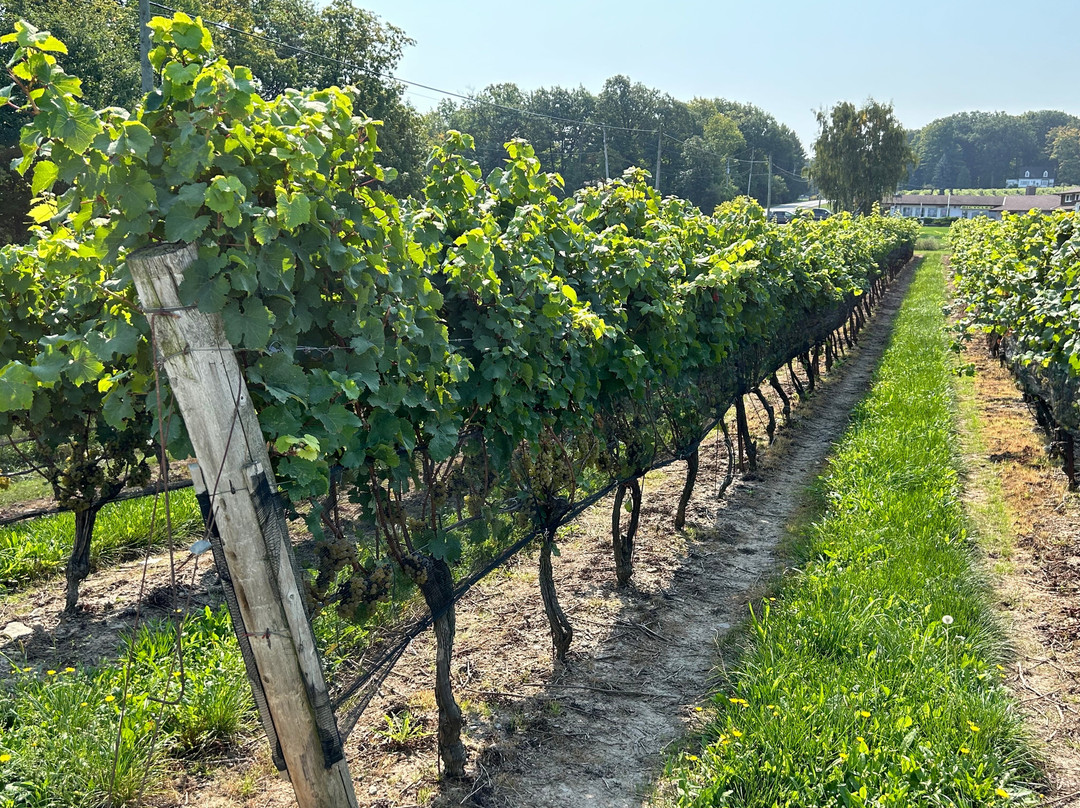 Rosewood Estates Winery景点图片