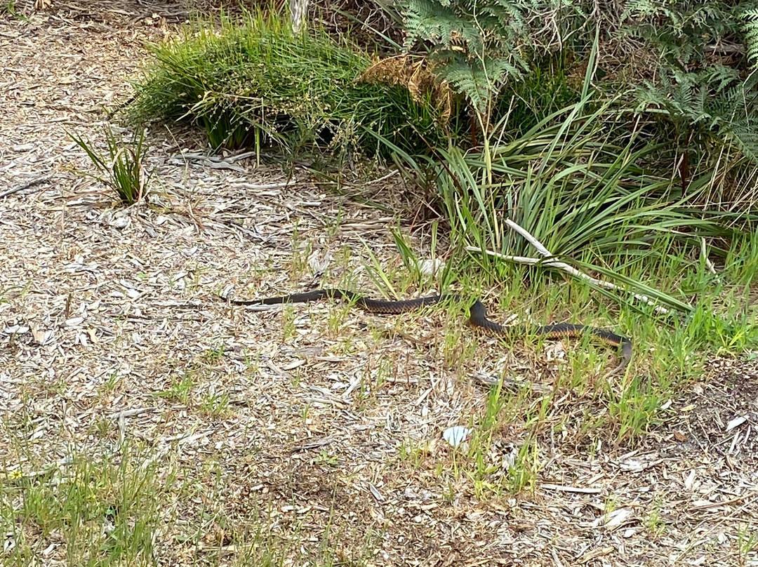 French Island National Park景点图片