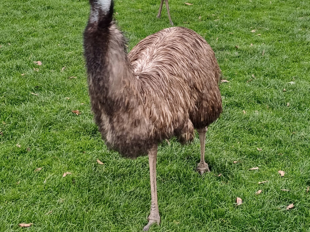 菲利普岛野生动物园-考斯必去景点