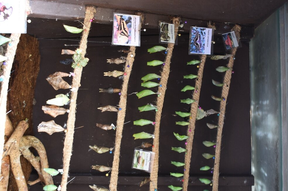 Eifalia Schmetterlingsgarten-Ahrhutte必去景点