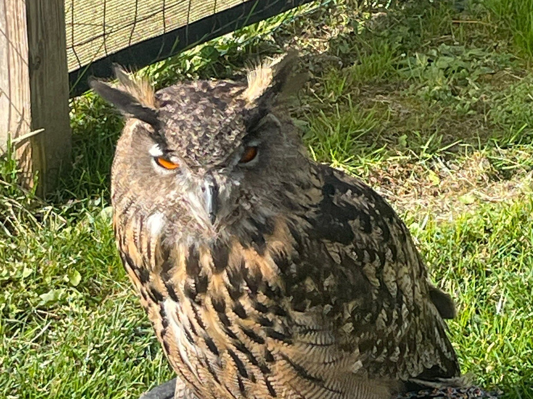New England Falconry-伍德斯托克必去景点