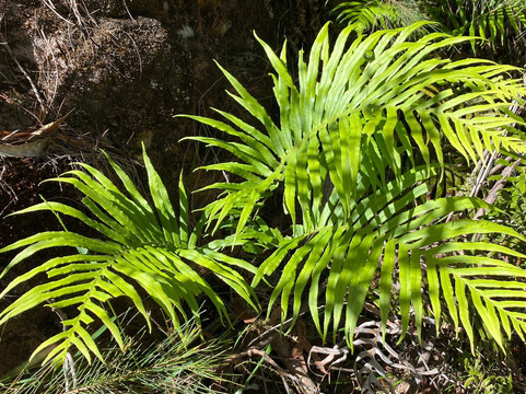 Sun Valley Fire Trail