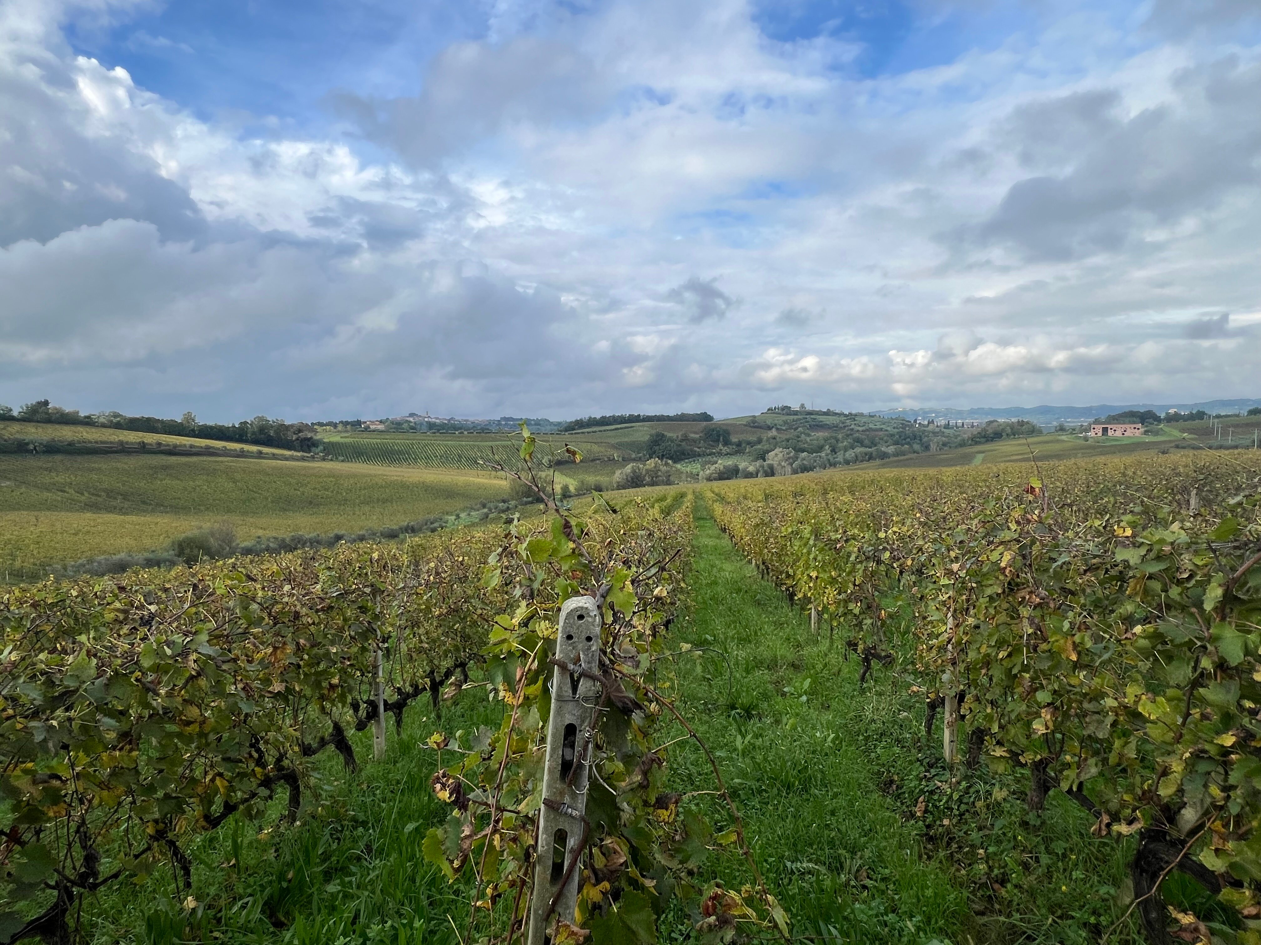 Laqua Vineyard-酒店景观