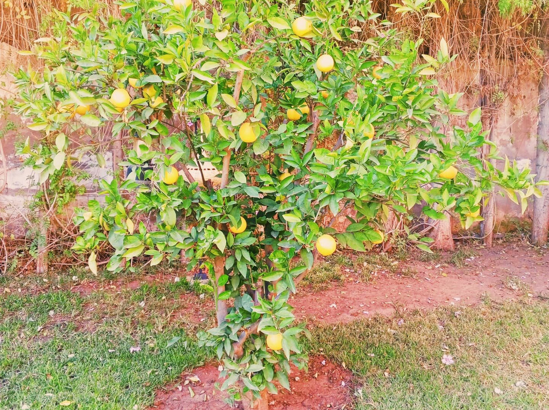 Tiguemine Sarah主图