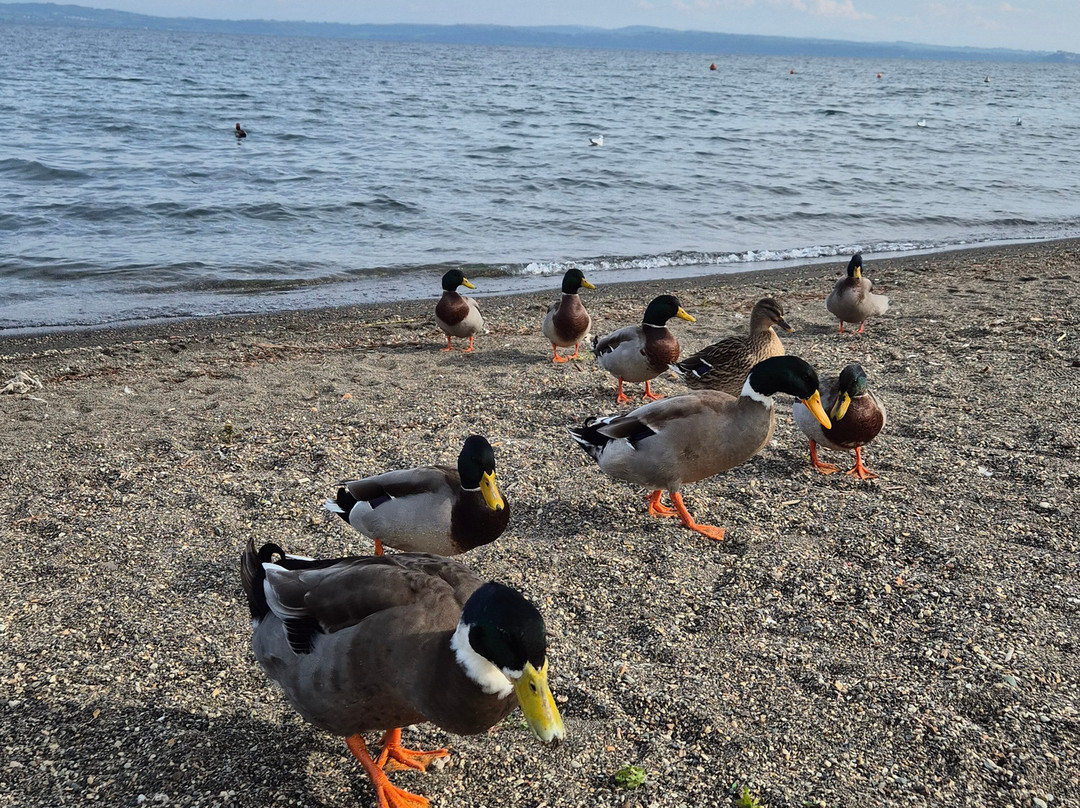Lago di Bracciano-Province of Rome必去景点