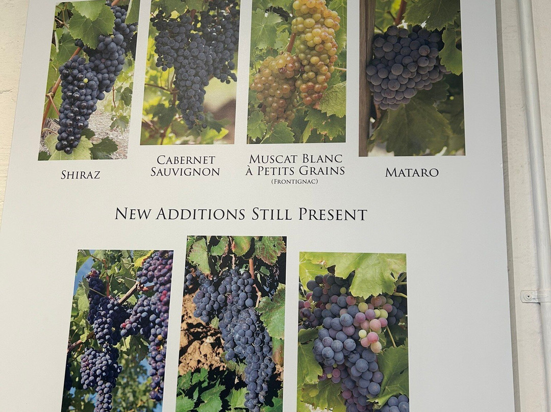 Kay Brothers Cellar Door & Winery景点图片