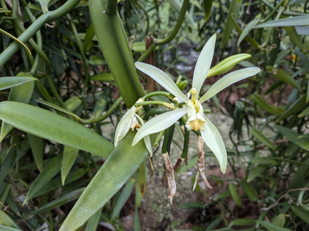 Island Eco Tours : Huahine-Fare必去景点