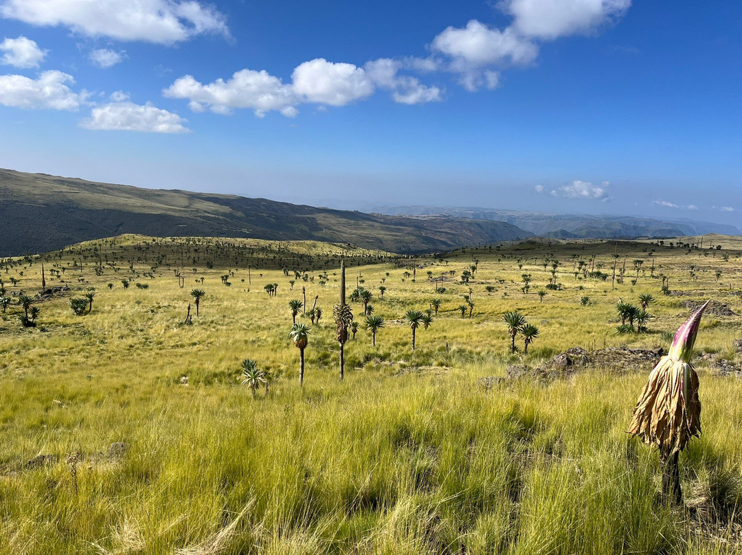 Simien Tops Eco-Trek景点图片