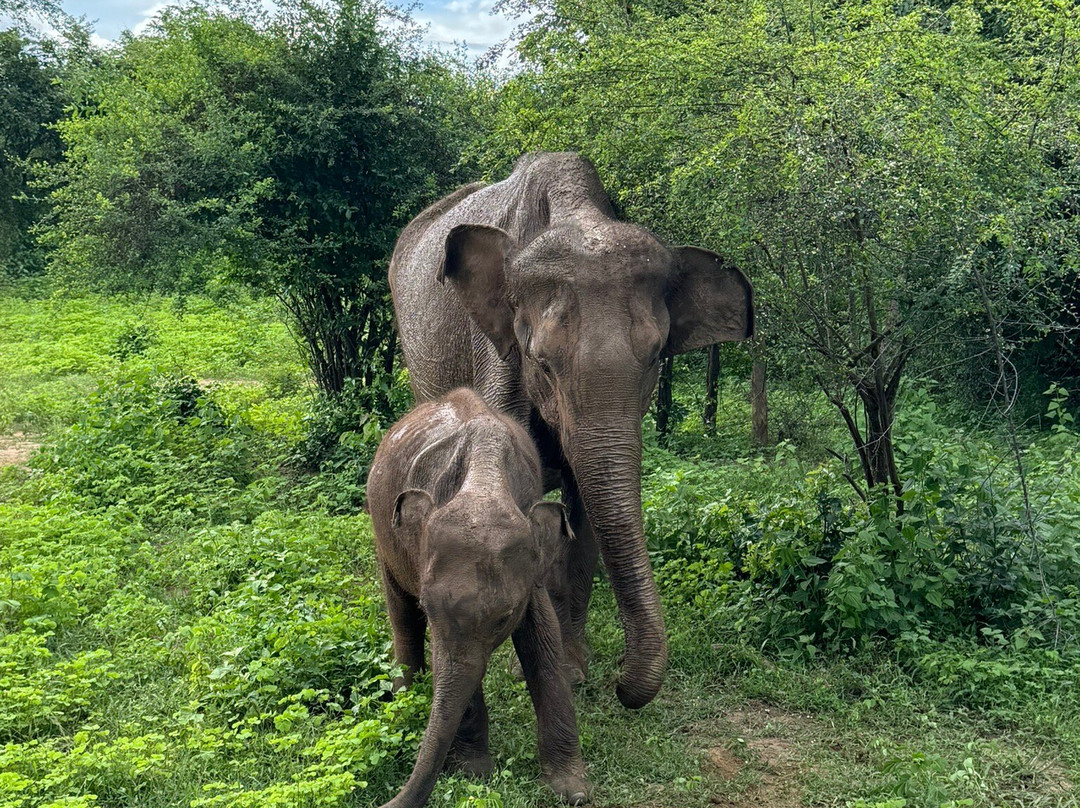Udawalawa Safari Sri Lanka-Kirillawala必去景点