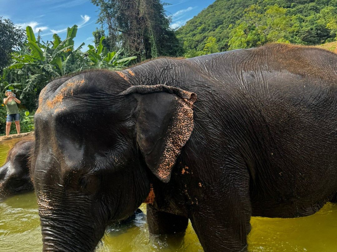 Pattaya Elephant Sanctuary-Bang Sare必去景点