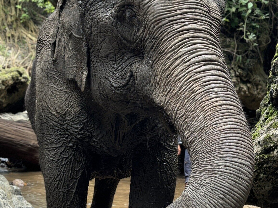 Bees - Burm And Emily's Elephant Sanctuary景点图片