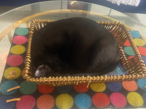 Purr & Pour Cat Cafe-乔治敦必去景点