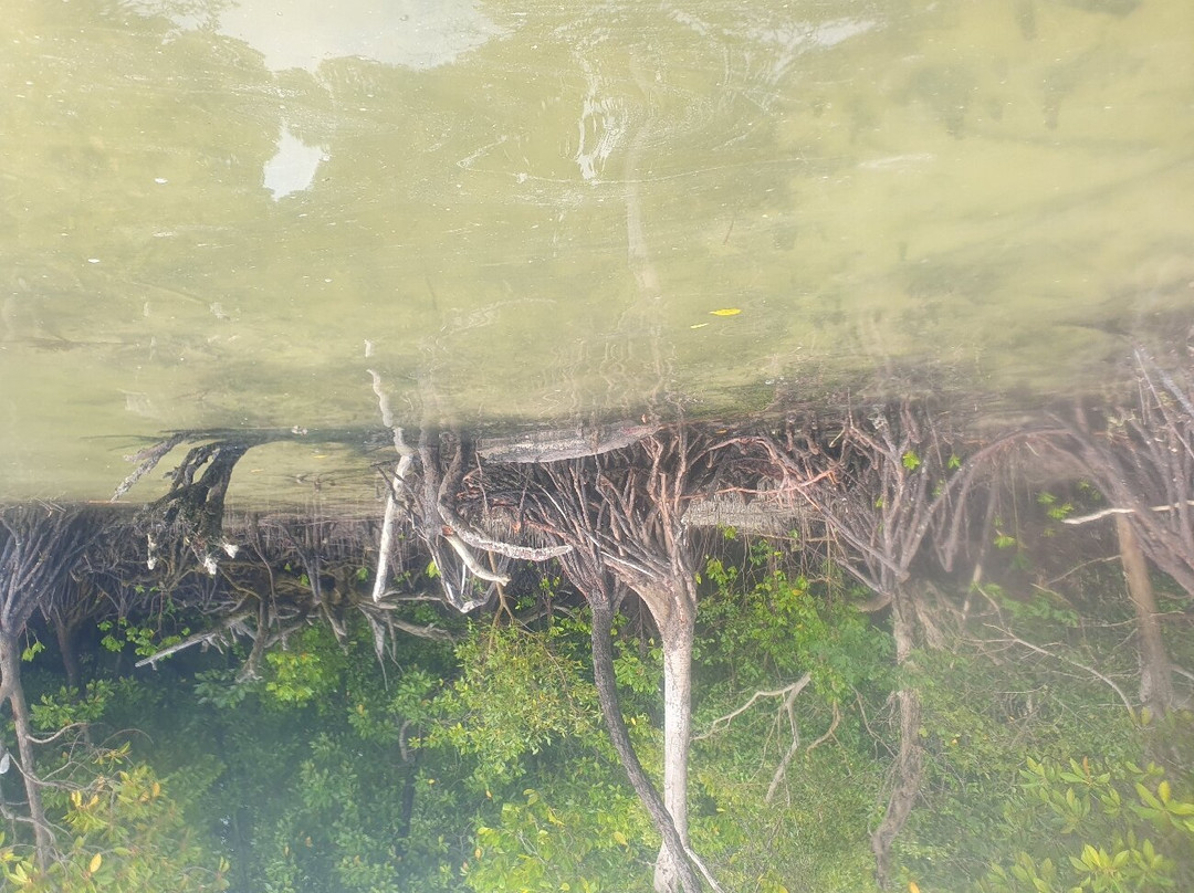 Ally Kayak-米查维必去景点