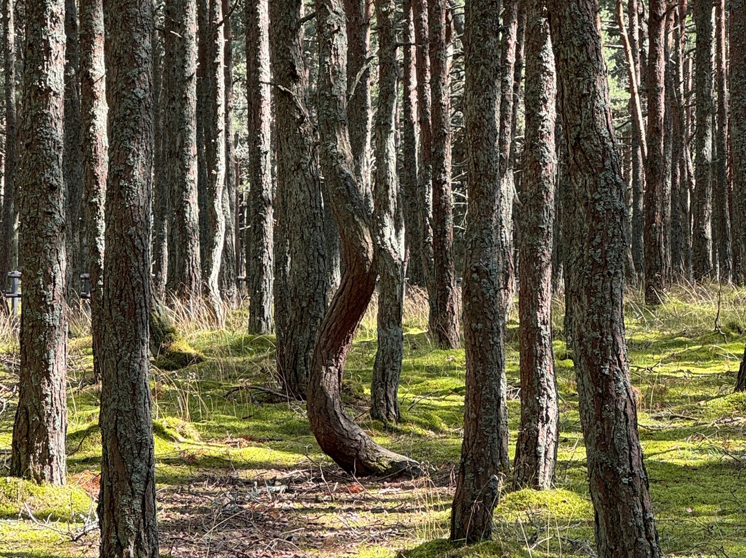 Dancing Forest景点图片
