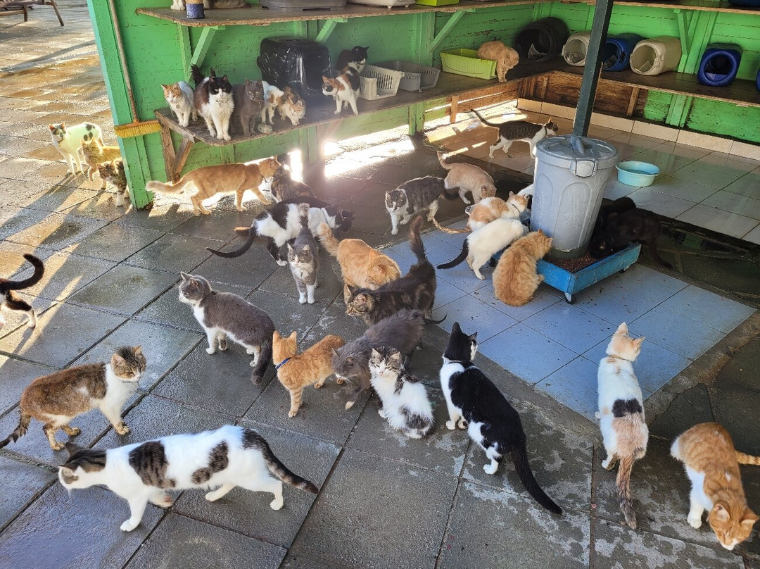 Malcolm Cat Protection Society-null必去景点