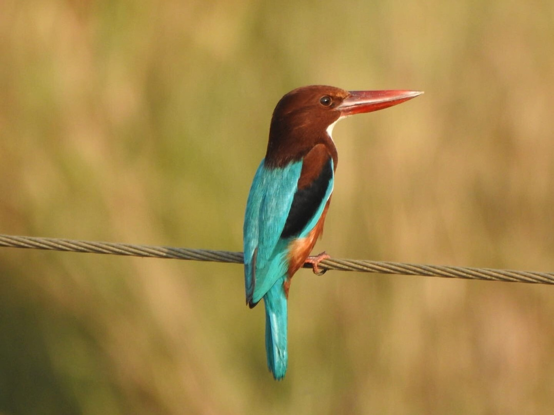 Bicholim酒店住宿-Moradia dos Quadros