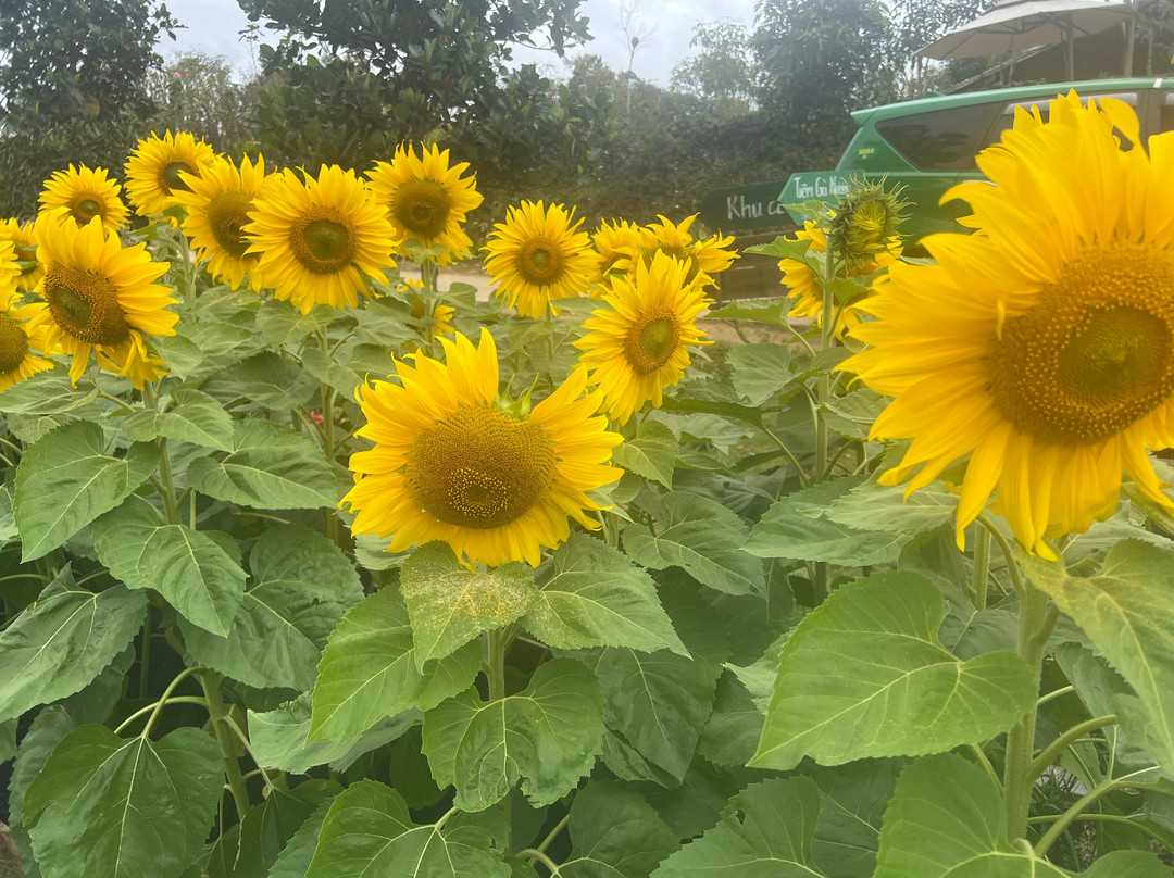 The Florest - Hoa Trong Rừng-Lam Dong必去景点