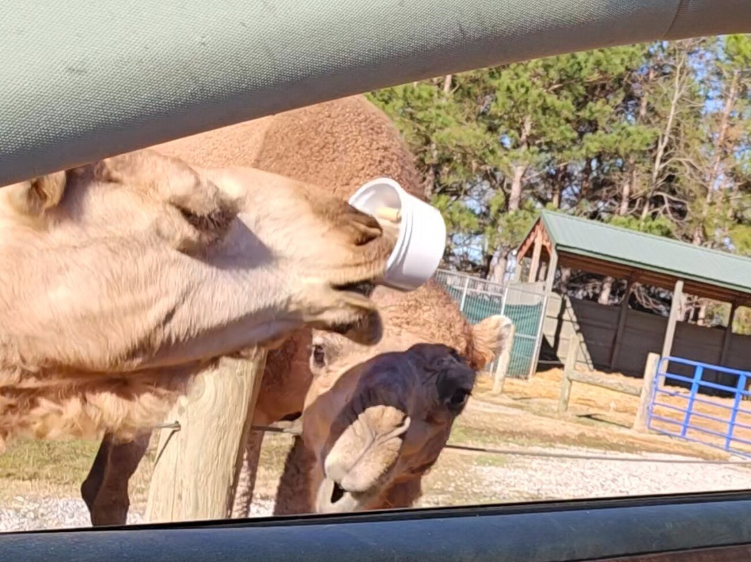 Alabama Safari Park景点图片