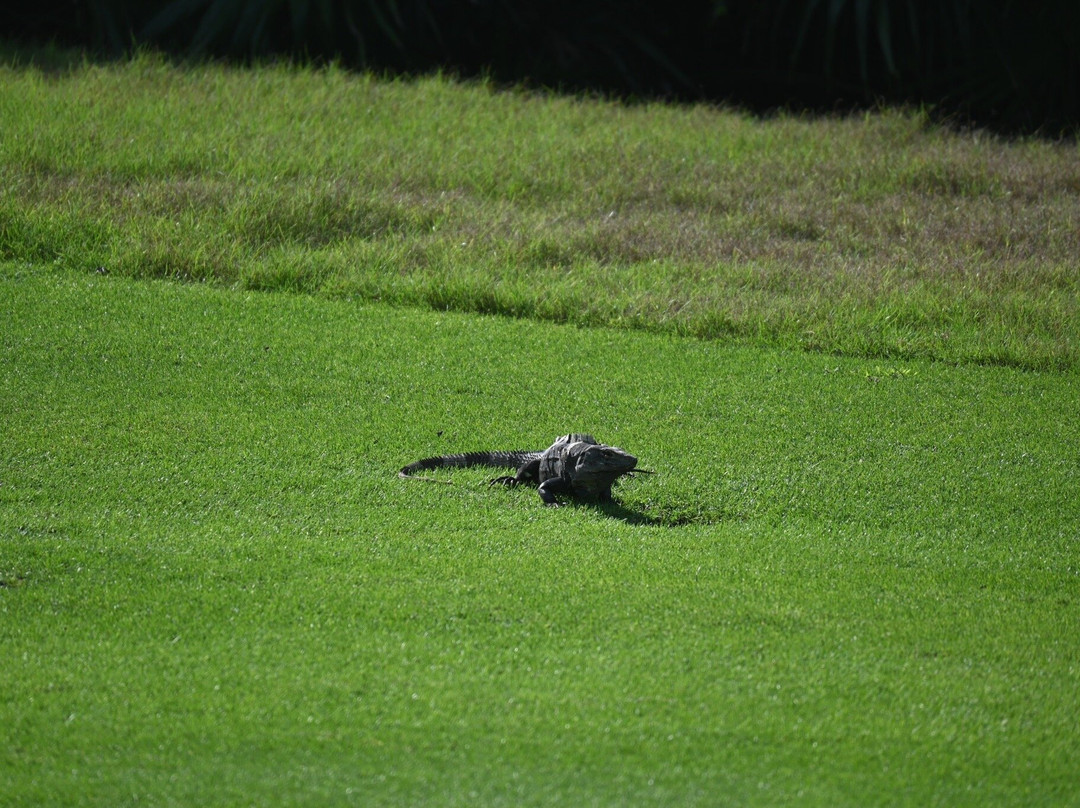 El Tinto Golf Course-坎昆必去景点
