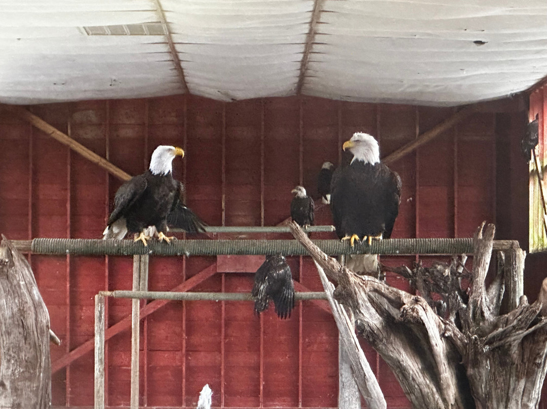 North Island Wildlife Recovery Centre景点图片
