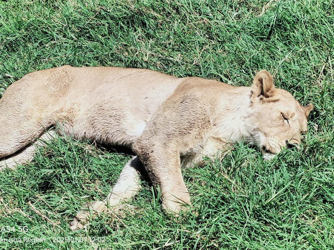 iTravel Safari & Expeditions-阿鲁沙必去景点