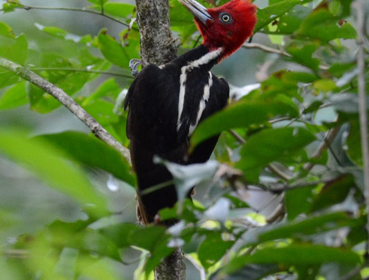 Costa Ballena Explore-彭塔雷纳斯必去景点