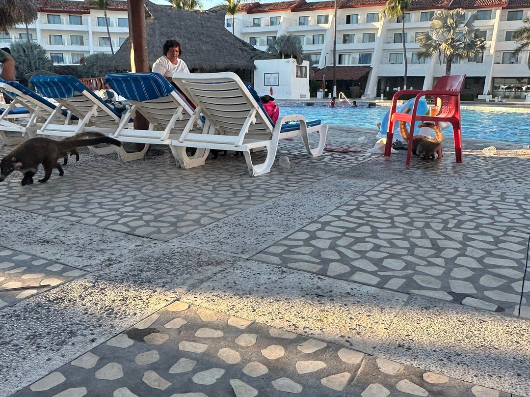 Los Angeles Locos主图