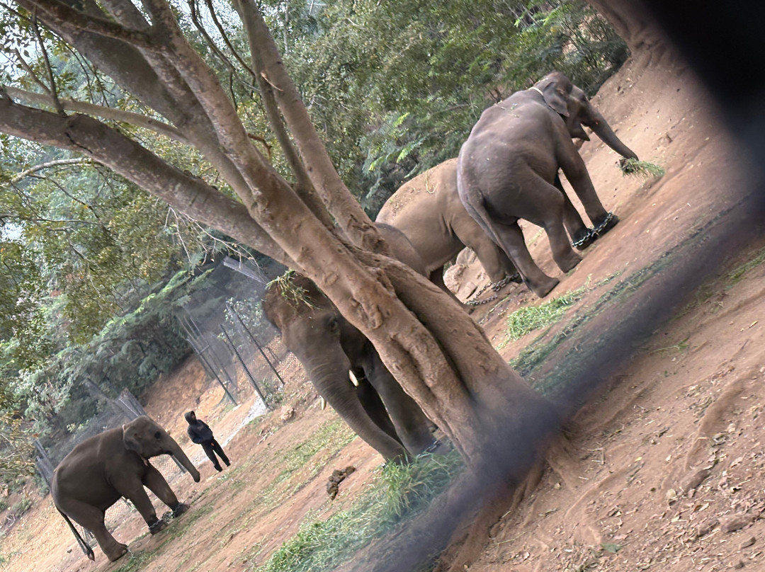 Bannerghatta Biological Park景点图片