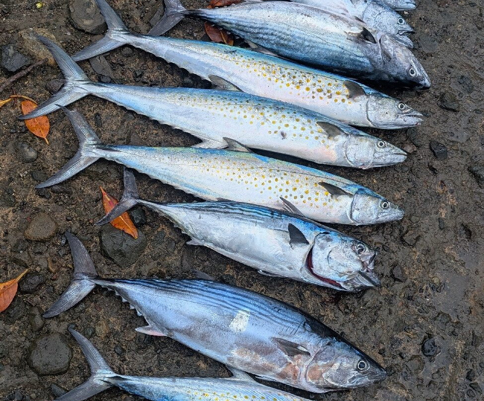 Playa Venao Fishing景点图片