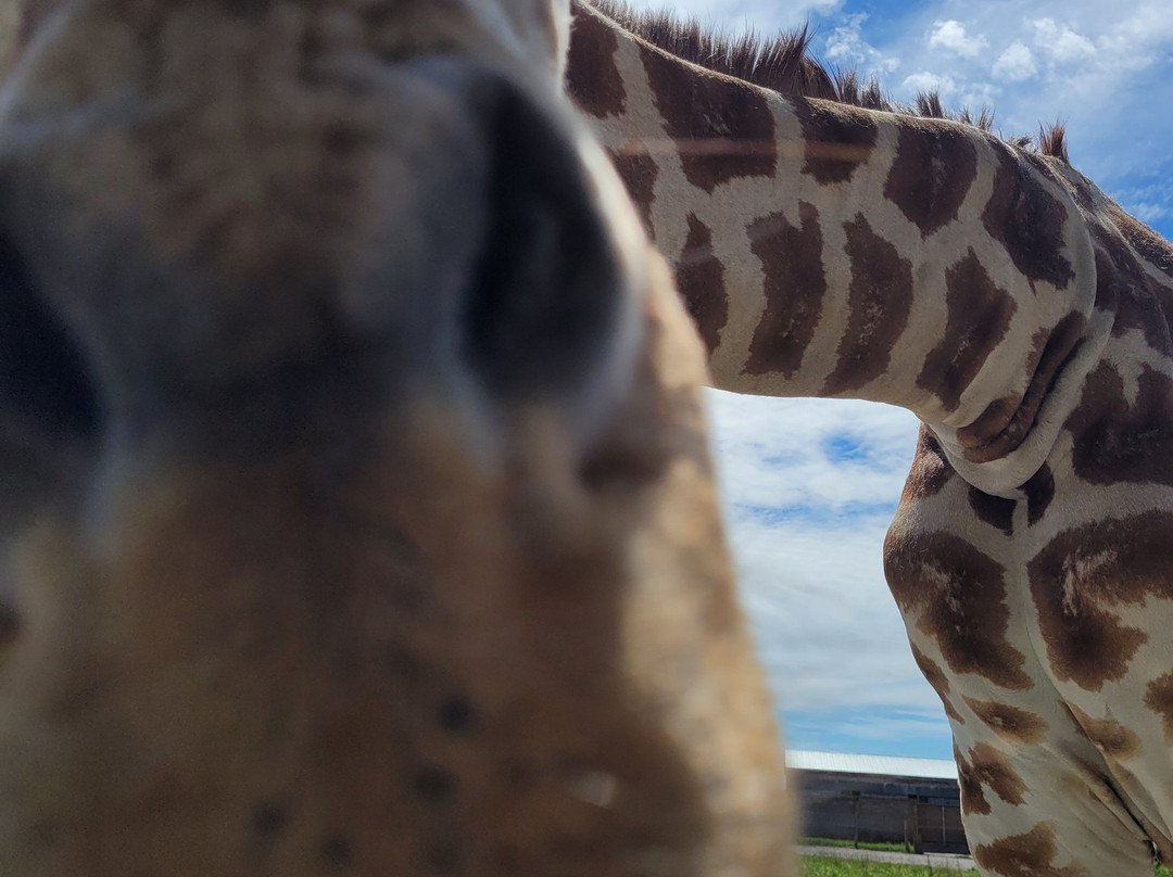 Elmvale Jungle Zoo-Elmvale必去景点