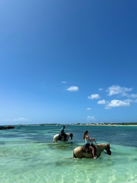 Seaside Stables Anguilla-West End Village必去景点