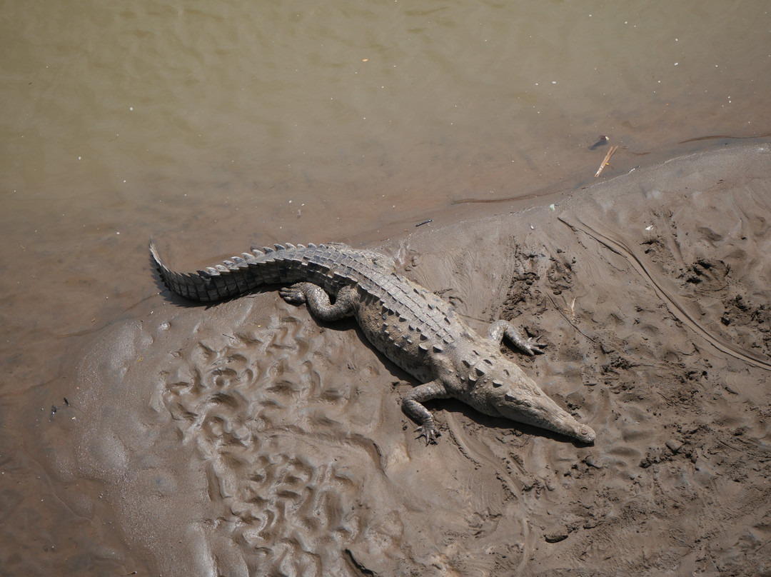Tarcoles Bridge-Tarcoles必去景点
