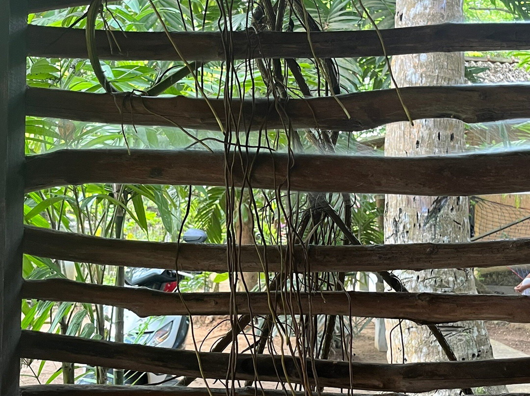 Suwa Asapuwa Ayurveda Centre景点图片